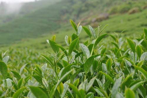 網(wǎng)上買茶靠譜嗎？怎樣才能在網(wǎng)上買到好茶？看完漲知識(shí)了