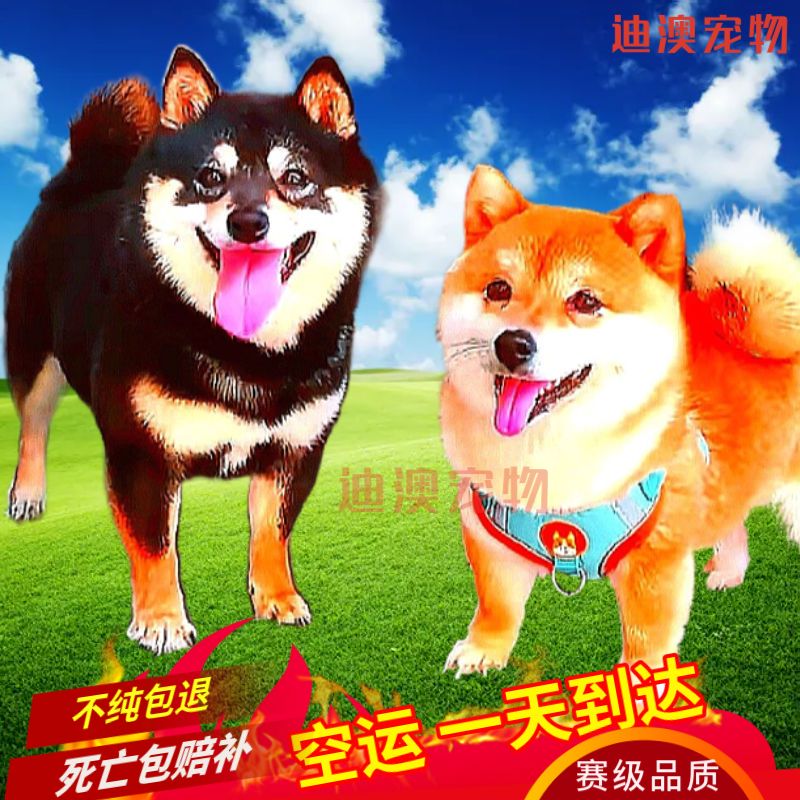 原創(chuàng)為什么柴犬很貴？哪里可以買到高性價(jià)比的柴犬？