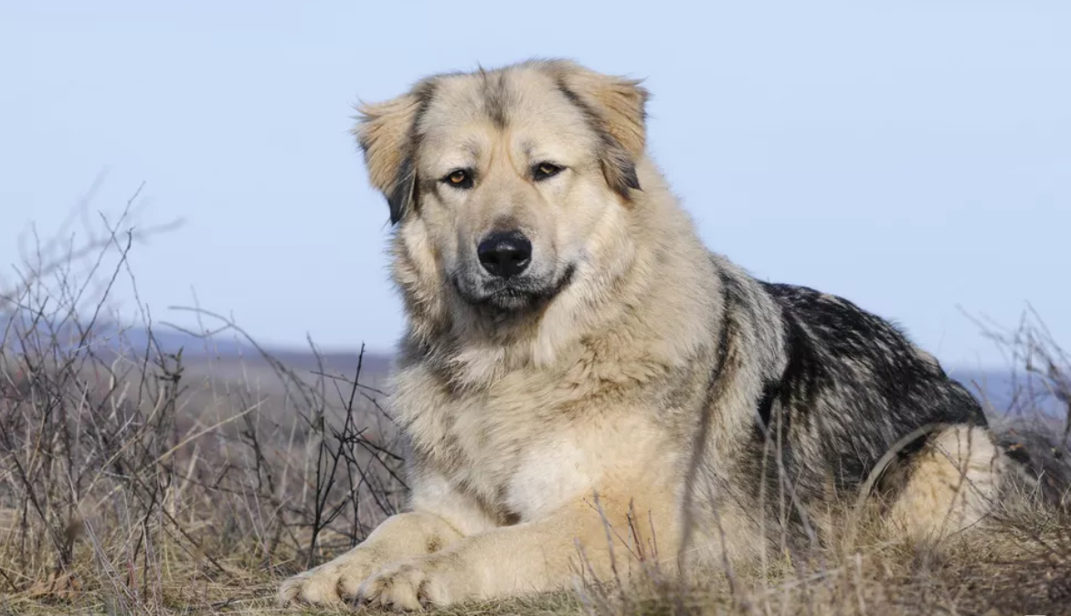 什么地方有高加索犬賣(mài)？高加索犬在哪買(mǎi)的？中國(guó)最好的高加索犬舍